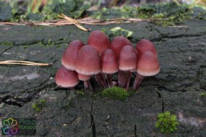 Mycena haematopus (1) (1200 x 800)4.jpg